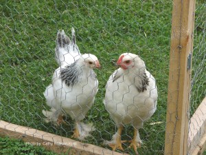 DSC03115 sgnd Brahmas Omelet &amp; Brahmalay 1000x1333