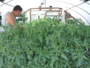 DSC03146TU 1000x1333 Mark_ high_ tunnel-tomatoes
