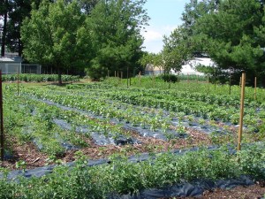 DSC03415 1000x1333 CWF_ producebed