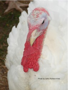 DSC03889sgnd CWF turkeys1000x1333