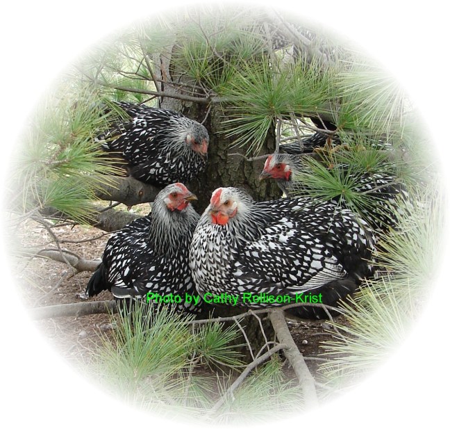 DSC04700TUC ovalsfted sgnd  Omelet Acres Silver Laced Wyandotts Nov 15 2009