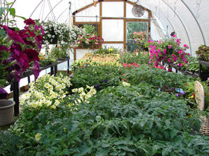 greenhouse frontpg_greenhouse