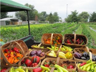 IMG_1263sgnd CWFFARM Carousel Watergardens Farm pepper harvest Aug 2013 500x375