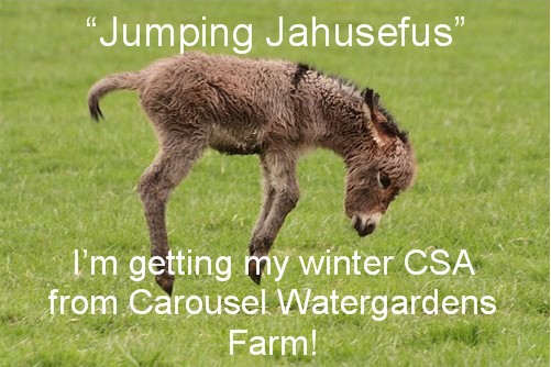 donkey foal CWFarm CSA
