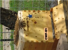 53  IMG_1145TUC CWF hives 400x300