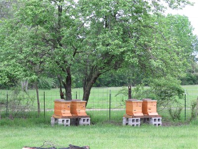 CWF hives 
