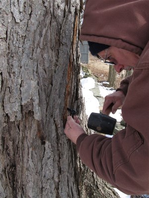 Tapping maple tree