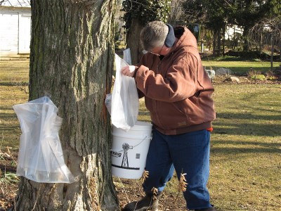 IMG_4682 Cathy collecting sap feb 17 2012 400x300