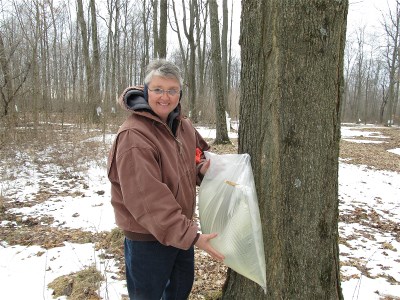 C Rollison Krist collecting sap