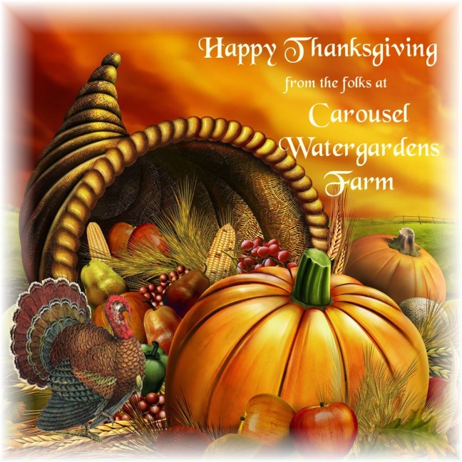 cwffarm corncopia and heritage turkey happy thanksgivng