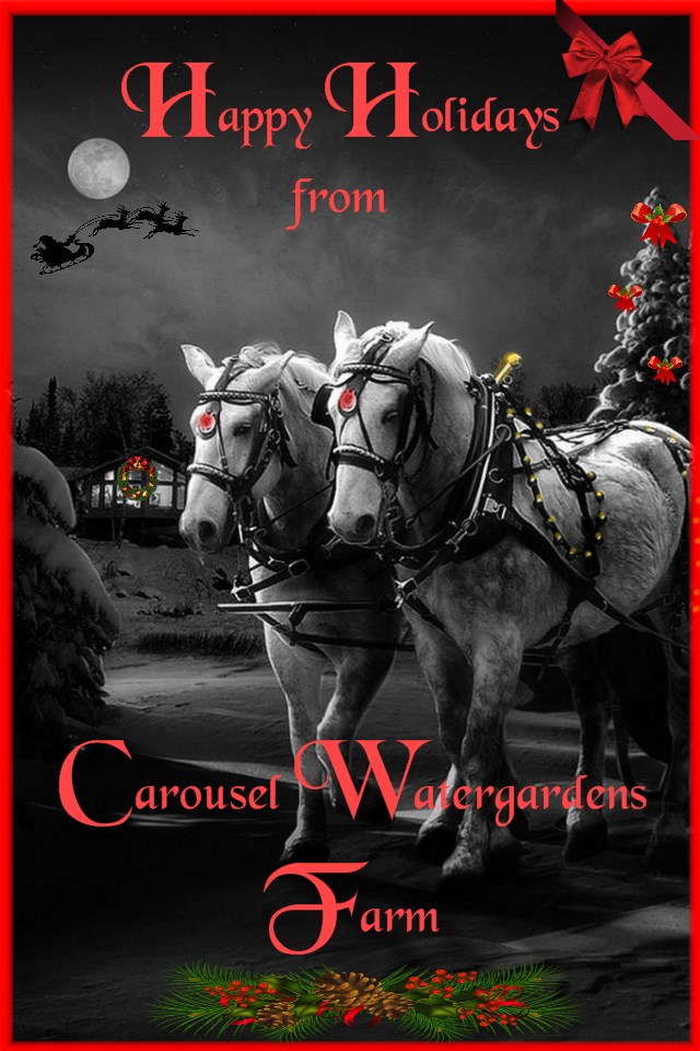 CWFFARM TUBL&wh  percherons by moonlight Happy Holidays red fontwith santa4