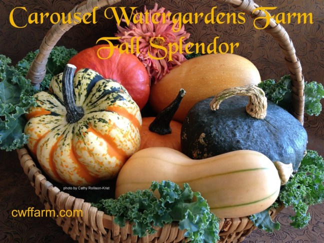IMG_2828sgnd 1000x750 cwffarm  fall splendor basket of fall squash & kale