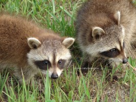 DSC03549sgnd Racoons babies at cwffarm
