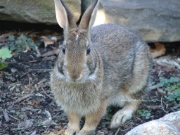 DSC03741sgnd Bunny buns at cwffarm