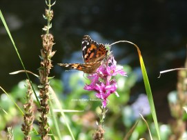 DSC06900sgnd butterfly on flower in fence row