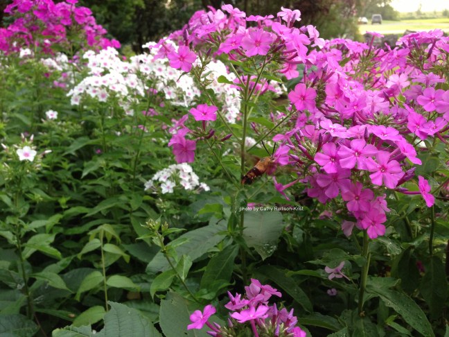 IMG_9582sgnd bumblebee hummingbird in the wild flox in fence row