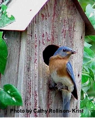 Our Bluebirds at Carousel Watergardens