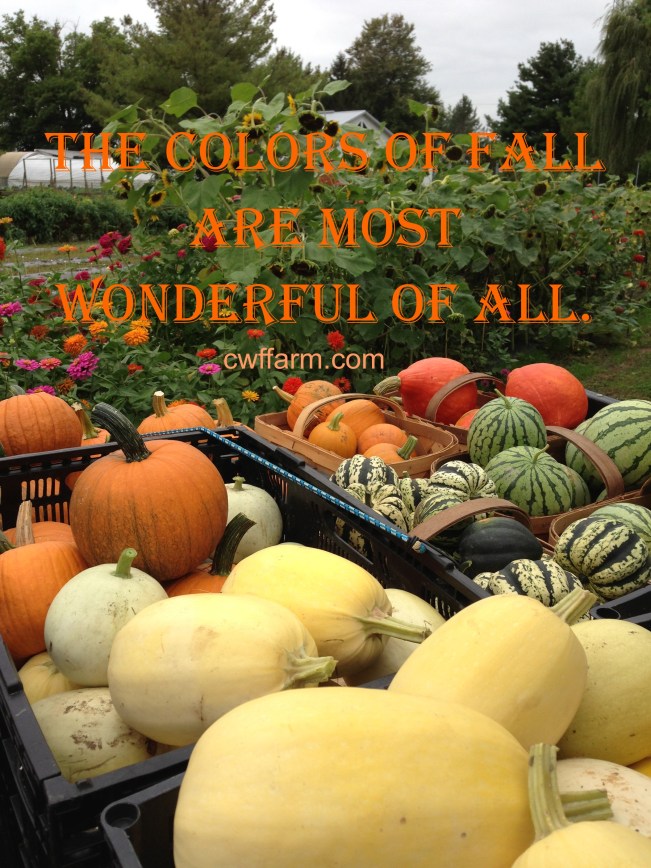 IMG_7634cwffarm colors of fall 2