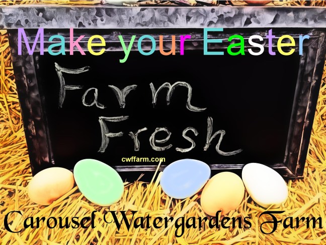 3703A cwffarm farm fresh colored eggs e 03