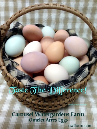 IMG_7609sgnd CWFFarm Taste the difference omelet acres