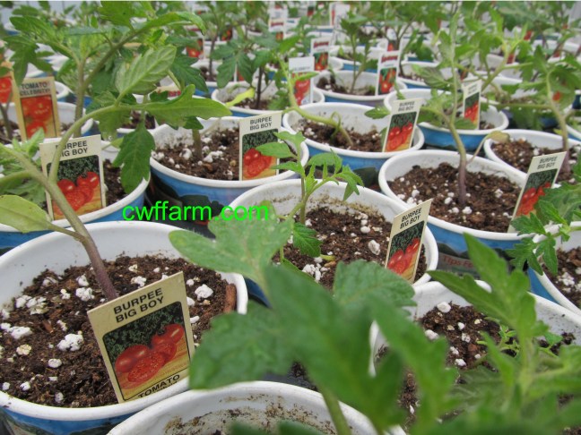 IMG_8064cwffarm CU tomato plants