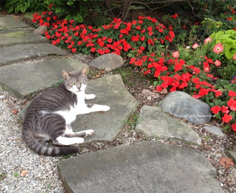 IMG_1158C Charlie cat 2015.JPG