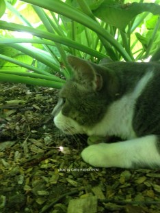 IMG_1919sgnd Charlie peeking out from hostas