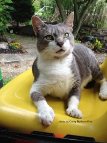IMG_2752sgnd charlie on gator