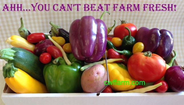 IMG_4214C- cwffarm Ahh you can't beat farm fresh