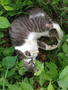 IMG_5639Charlie laying in poison ivy June 2015