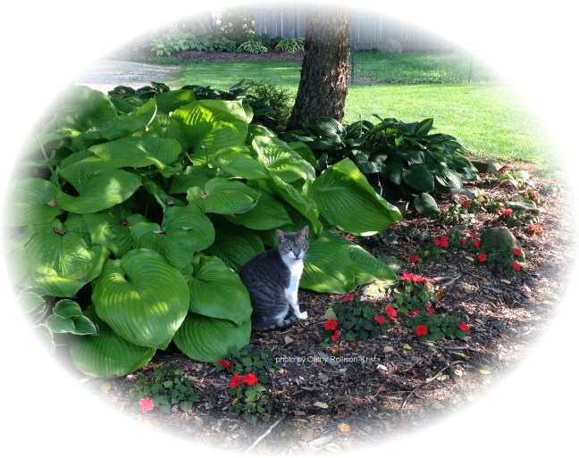 IMG_7204sgndoval Charlie cat in hostas