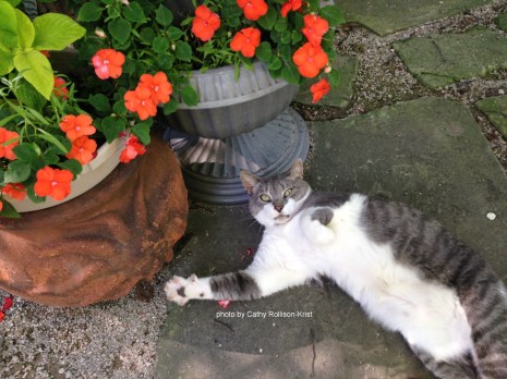 IMG_8160sgnd charlie chilling in flower bed