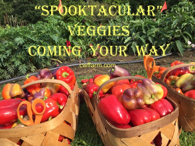 IMG_0399cwffarm spooktacular veggies coming your way