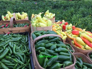 IMG_0630cwffarm another harvest