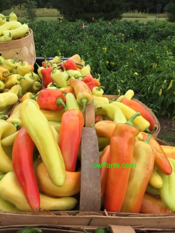IMG_0634cwffarm sweet peppers in full color