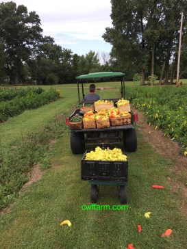 IMG_0643cwffarm gators full