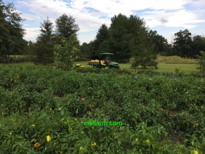 IMG_0662cwffarm heading in with a gator load of hot peppers