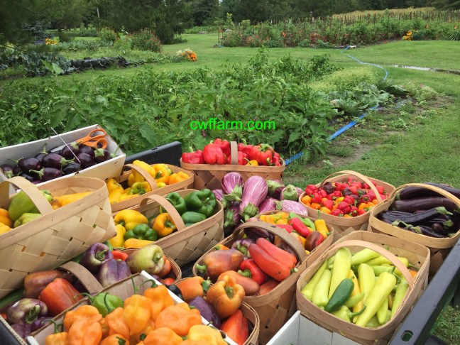 IMG_0759cwffarm rain soaked produce