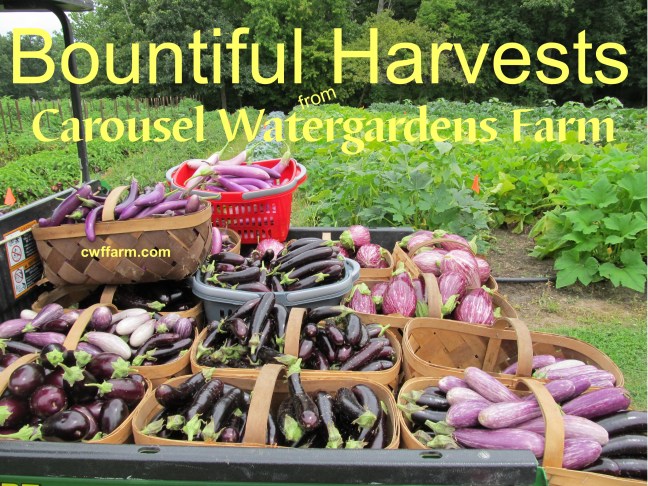 IMG_1087cwffarm bountiful harvests eggplants