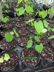 IMG_4900cwffarm redbuds