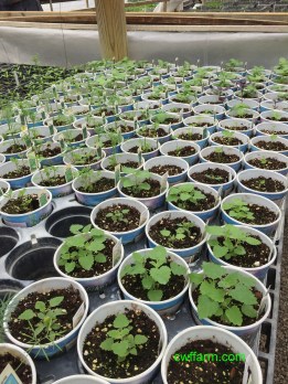 IMG_4909cwffarm herbs