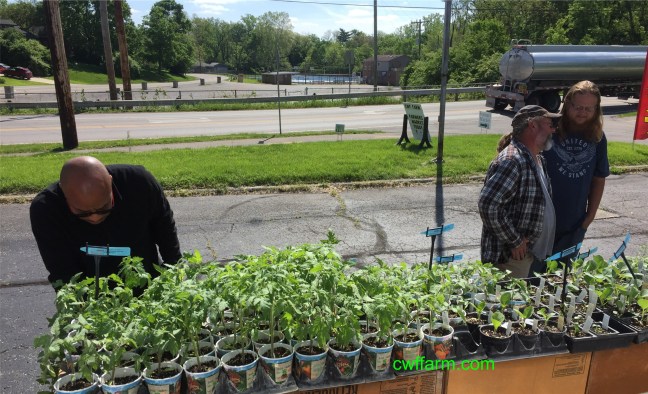IMG_5014C Cwffarm Alan Llyes and veg plants