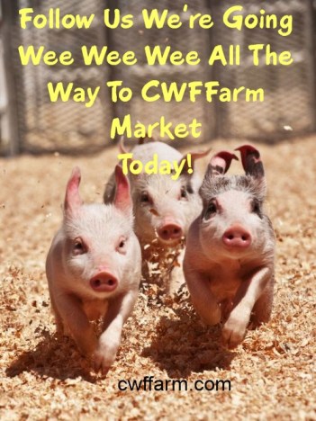 2 Wee Wee Wee to market pigs