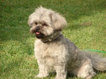DSC02505sgnd gracie in yard