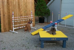 P0007906sgnd sandy &amp; gracie with agility equip