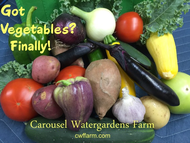 IMG_7907cwffarm got vegetables finally