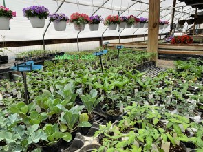 IMG_3709cwffarm vegetables &amp; hanging baskets