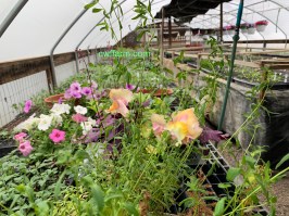 IMG_3718cwffarm greenhouse snaps &amp; petunias
