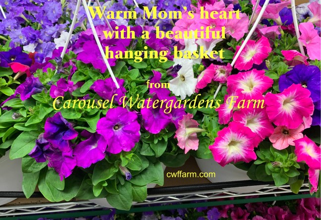 IMG_3907C cwffarm Hanging basketsfor Mothers day