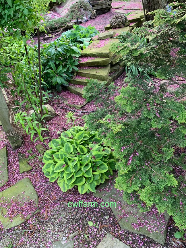 IMG_4187cwffarm patio view of hostas & redbud blooms